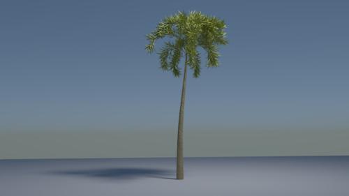 Tropical Palm Tree (Cycles) preview image